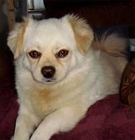 tibetianspaniel breckenridge