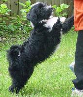 tibetanterriers
