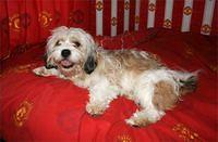 tibetanterrier donohoe