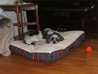 tibetanterrier jeanvoine