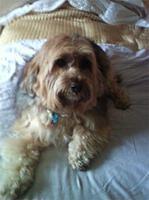 tibetanterrier levy
