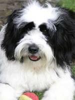 tibetanterrier simpson