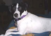 toyfoxterriers