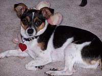 toyfoxterrier heller