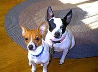 toyfoxterrier jones