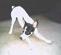 toyfoxterrier lord