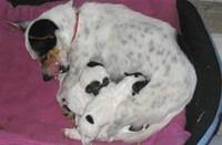 toyfoxterrier p001