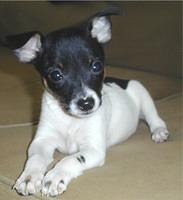 toyfoxterrier vila