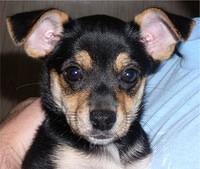 toymanchesterterriers