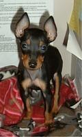 toymanchesterterrier beauchamp