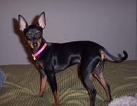 toymanchesterterrier camaratta
