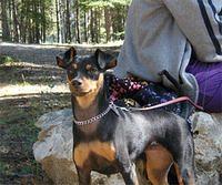 toymanchesterterrier flynn