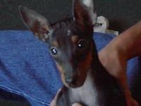 toymanchesterterrier hawkins