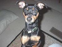 toymanchesterterrier heldt