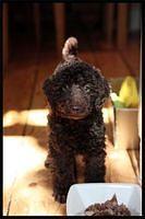 toypoodles