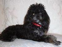 toypoodle besares