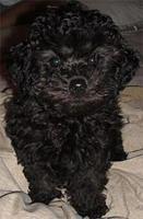toypoodle bustos