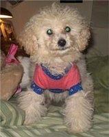 toypoodle everhart