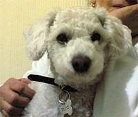 toypoodle galan