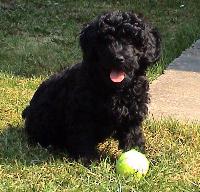 toypoodle iavan