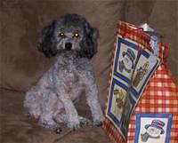 toypoodle sophie2