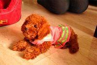 toypoodle wei