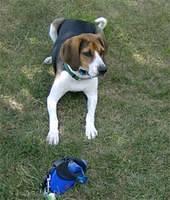 treeingwalkercoonhound troup