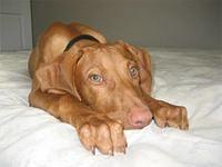 vizslas