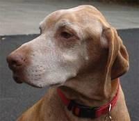 vizsla larsen