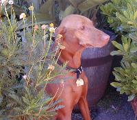 vizsla reinholdt