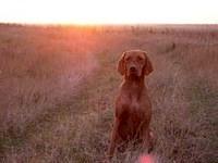 vizsla welch