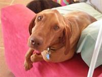 vizsla williams