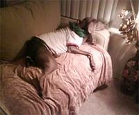 weimaraners