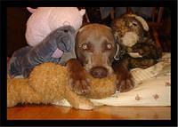 weimaraner bellavia