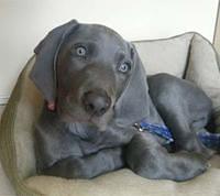 weimaraner fernandez