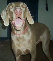 weimaraner meyers