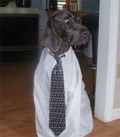 weimaraner michael