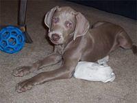 weimaraner pleasants