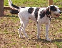 welshfoxhounds