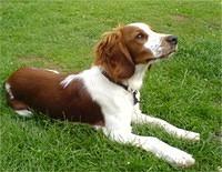 welshspringerspaniels