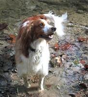 welshspringerspaniel pearson
