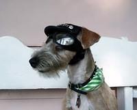 welshterrier carl