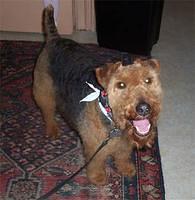 welshterrier garant