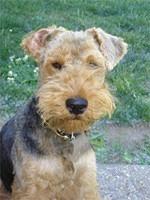 welshterrier mutchler