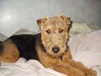 welshterrier oliveri
