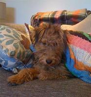 welshterrier parkington