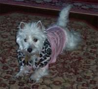westhighlandwhiteterrier dalicandro