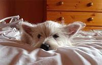 westhighlandwhiteterrier lena