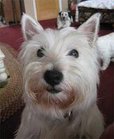 westhighlandwhiteterrier monroe