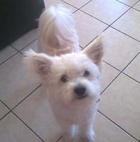 westhighlandwhiteterrier newman